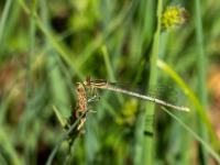 Blaue Federlibelle Weibchen